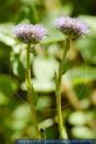 Globularia punctata, Gemeine Kugelblume, Common Globularia 