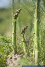 Asparagus officinalis,Spargel,Asparagus