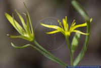 Gagea pratensis,Wiesen-Goldstern,Wiesen-Gelbstern,Meadow Gagea