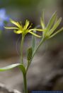 Gagea pratensis,Wiesen-Goldstern,Wiesen-Gelbstern,Meadow Gagea