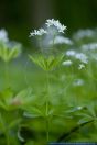 Galium odoratum,Echter Waldmeister,Sweet Woodruff