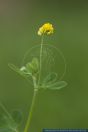 Medicago lupulina,Hopfenklee,Black medick ,Black trefoil