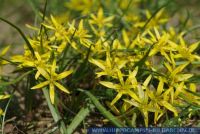 Gagea pratensis, Wiesen-Goldstern Wiesen-Gelbstern, Meadow Gagea 