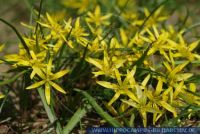 Gagea pratensis, Wiesen-Goldstern Wiesen-Gelbstern, Meadow Gagea 