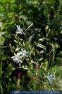 Anthericum ramosum,
€stige Graslilie,
Branched St. Bernard's lily
