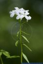 Cardamine bulbifera,Zwiebel-Zahnwurz,Bulb-bearing toothwort