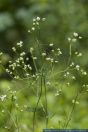 Galium glaucum,Blaugruenes Labkraut,Glaucous bedstraw