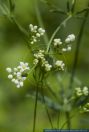 Galium glaucum,Blaugruenes Labkraut,Glaucous bedstraw