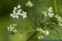 Galium glaucum,Blaugruenes Labkraut,Glaucous bedstraw