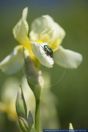 Iris x flavescens,Bauerngarten-Schwertlilie,Lemon-yellow Iris