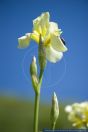 Iris x flavescens,Bauerngarten-Schwertlilie,Lemon-yellow Iris