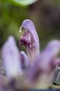 Lathraea clandestina,Verborgene Schuppenwurz,Purple Toothwort