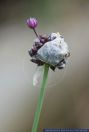 Allium vineale,Weinbergslauch,Wild garlic