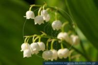 Lily Of The Valley Convallaria