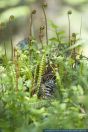 Blechnum spicant,Rippenfarn,Deer fern