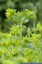Cerinthe minor,Kleine Wachsblume,Lesser Honeywort
