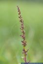 Chenopodium polyspermum,Vielsamiger Gaensefuss,Manyseed goosefoot