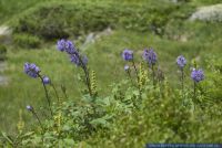 Cicerbita alpina,Alpen-Milchlattich,Alpine Blue-sow-thistle