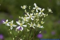 Clematis recta,Aufrechte Waldrebe,Ground clematis