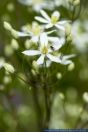 Clematis recta,Aufrechte Waldrebe,Ground clematis