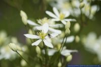 Clematis recta,Aufrechte Waldrebe,Ground clematis