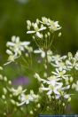 Clematis recta,Aufrechte Waldrebe,Ground clematis