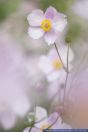 Anemone hupehensis var. Japonica,Japananemone,Japanese anemone