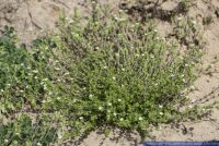 Arenaria serpyllifolia,Quendel-Sandkraut,Thymeleaf sandwort