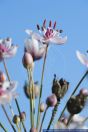 Butomus umbellatus,Schwanenblume,Flowering Rush
