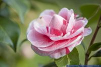 Camellia japonica,Kamelie,Japanese camellia