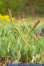 Asparagus officinalis, Spargel, Asparagus 