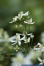 Clematis mandshurica,Mandschurische Waldrebe,Mandshurian Clematis