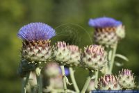 Cynara cardunculus,Wilde Artischocke,Artichoke thistle