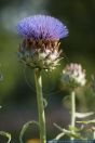 Cynara cardunculus,Wilde Artischocke,Artichoke thistle