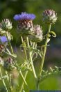 Cynara cardunculus,Wilde Artischocke,Artichoke thistle