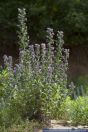 Echium vulgare,Blauer Natternkopf,Viper's Bugloss