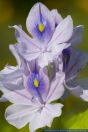 Eichhornia crassipes,Wasserhyazinthe,Common water hyacinth