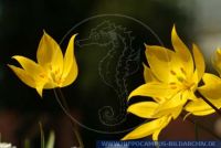 Tulipa sylvestris, Wilde Tulpe Wald-Tulpe Weinberg-Tulpe, Wild Tulip 