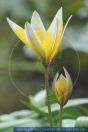 Tulipa tarda, Zwergsterntulpe, Wild Tulip 
