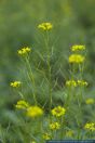 Erysimum cheiranthoides,Acker-Schoeterich,Treacle Wallflower, Wallflower Mustard, Worm-Seed Wallflower, Wormseed Mustard, Wormseed Wallflower