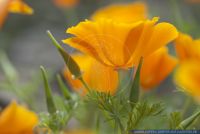 Eschscholzia californica,Kalifornischer Mohn,California poppy