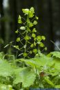 Euphorbia amygdaloides,Mandelblaettrige Wolfsmilch,Wood Spurge