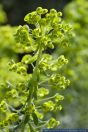 Euphorbia characias,Palisaden-Wolfsmilch,Mediterranean spurge