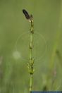 Equisetum palustre,Sumpf-Schachtelhalm,Duwock,Marsh Horsetail