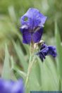 Iris germanica,Blaue Schwertlilie,Bearded iris