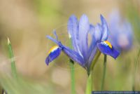 Iris reticulata,Netzblatt-Schwertlilie,reticulated iris