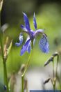 Iris sibirica,Sibirische Schwertlilie,Siberian Iris