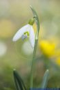 Galanthus plicatus,Clusius-Schneegl&ouml;ckchen,Crimean Snowdrop