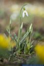 Galanthus plicatus,Clusius-Schneegl&ouml;ckchen,Crimean Snowdrop