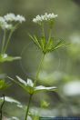 Galium odoratum,Echter Waldmeister,Sweet Woodruff